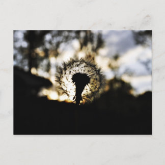 Dark N Dandy Postcard