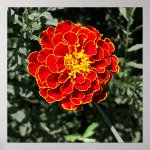 dark orange marigold poster