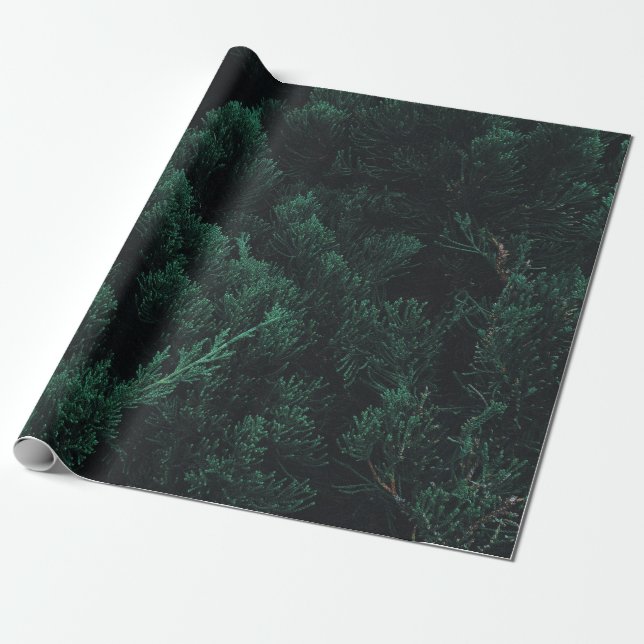 Dark pine forest  wrapping paper (Unrolled)