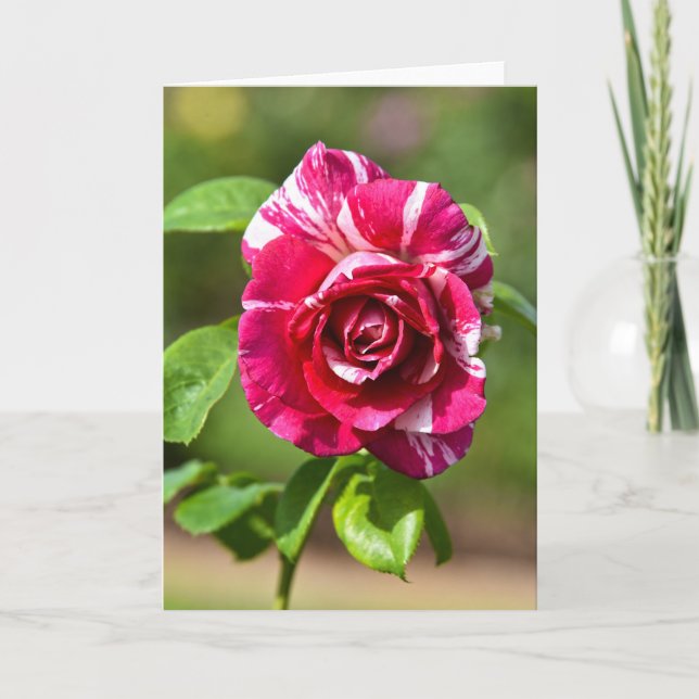 Dark Pink and White Striped Rose Card (Front)