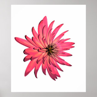 Dark Pink Chrysanthemum Flower Illustration Poster
