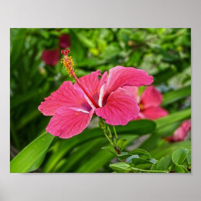 Dark Pink Hibiscus Poster (Front)