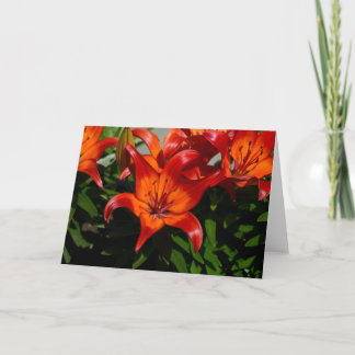 Dark-Pink Orange Lily Card