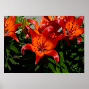 Dark-Pink Orange Lily Poster