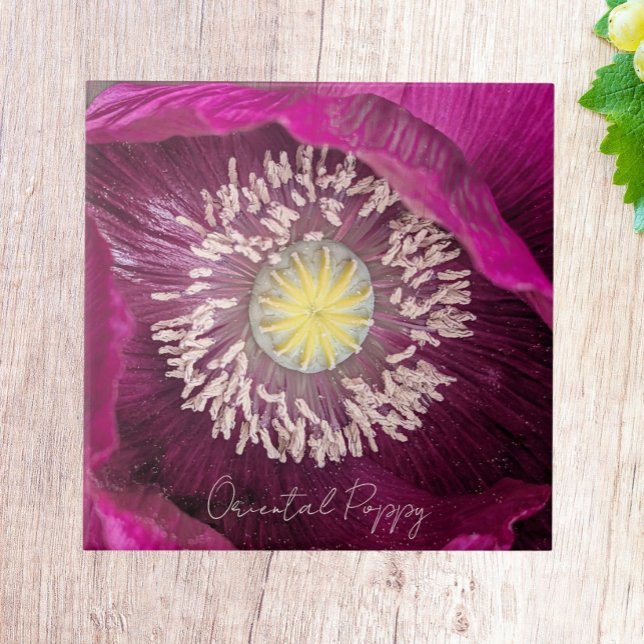 Dark Pink Oriental Poppy Floral Tile (In Situ)