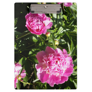 Dark pink peonies clipboard