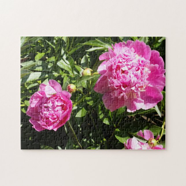 Dark pink peonies jigsaw puzzle (Horizontal)
