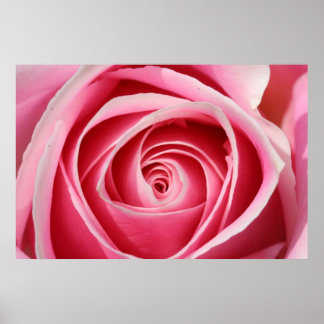 Dark Pink Rose 01 Poster