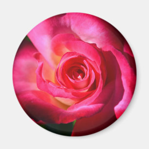 Dark Pink Rose Magnet