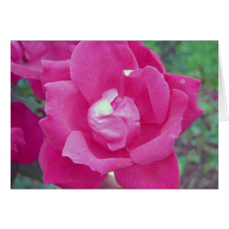 Dark Pink Rose Photo