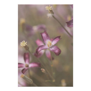 Dark Purple Flower Blossoms Floral Poster