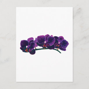 Dark Purple Phalaenopsis Orchids Postcard