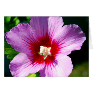 Dark purple Rose of Sharon