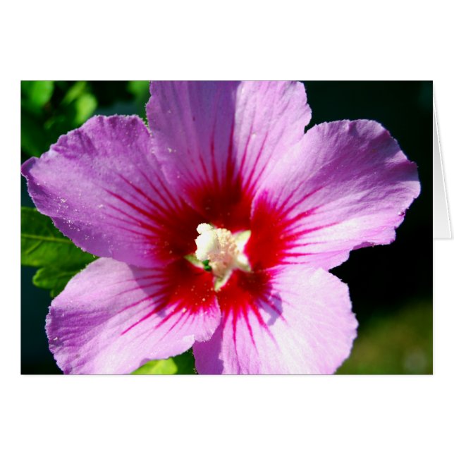 Dark purple Rose of Sharon (Front Horizontal)