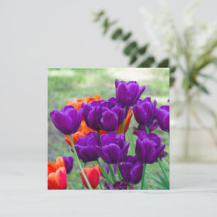 Dark purple tulips