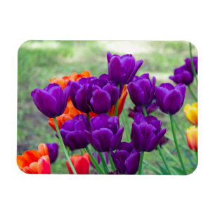 Dark purple tulips magnet