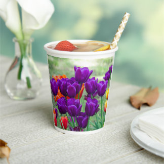 Dark purple tulips  on a sunny day in the garden   paper cups