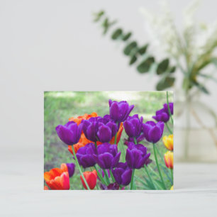 Dark purple tulips postcard