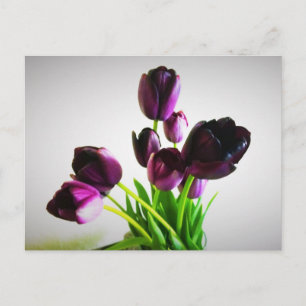 Dark Purple Tulips Postcard