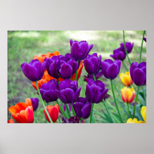 Dark purple tulips poster