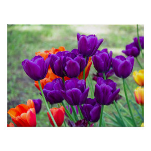 Dark purple tulips  poster