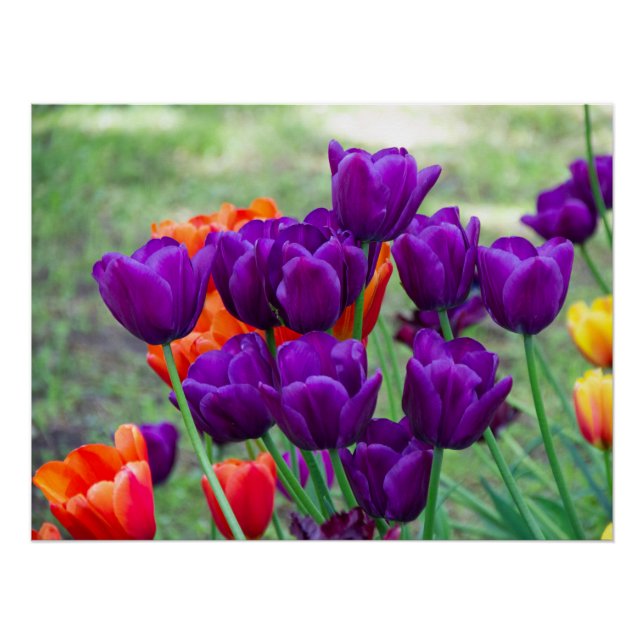 Dark purple tulips  poster (Front)