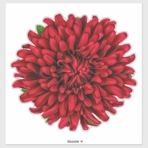 Dark Red Big Dahlia Pinnata Flower Sticker