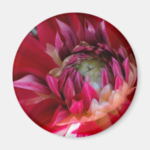 dark red blossom magnet