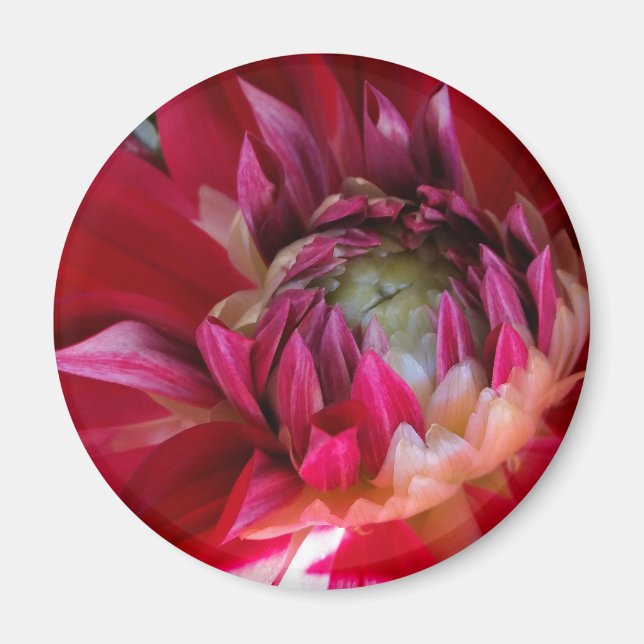 dark red blossom magnet (Front)