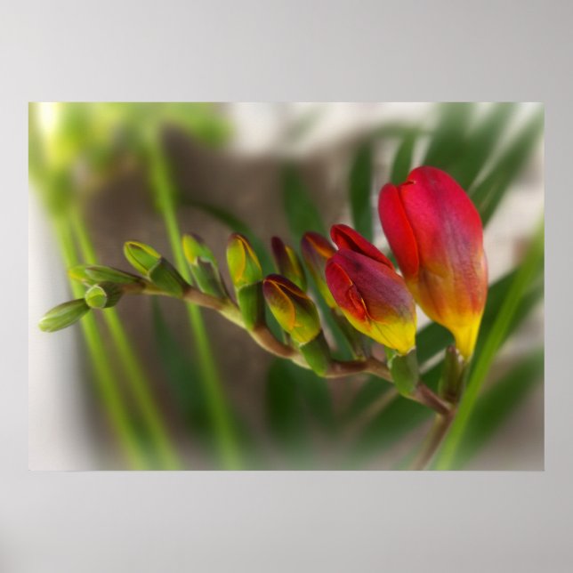 dark red freesia poster (Front)