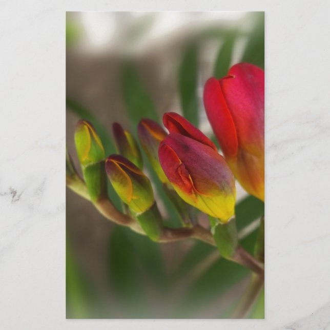 dark red freesia stationery (Front)