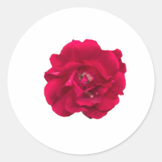 Dark Red Rose Classic Round Sticker