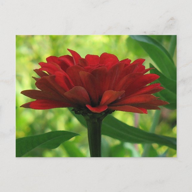 Dark Red Zinnia Postcard (Front)