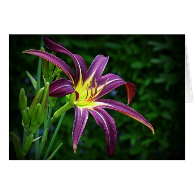 Dark Star - Daylily (Front Horizontal)