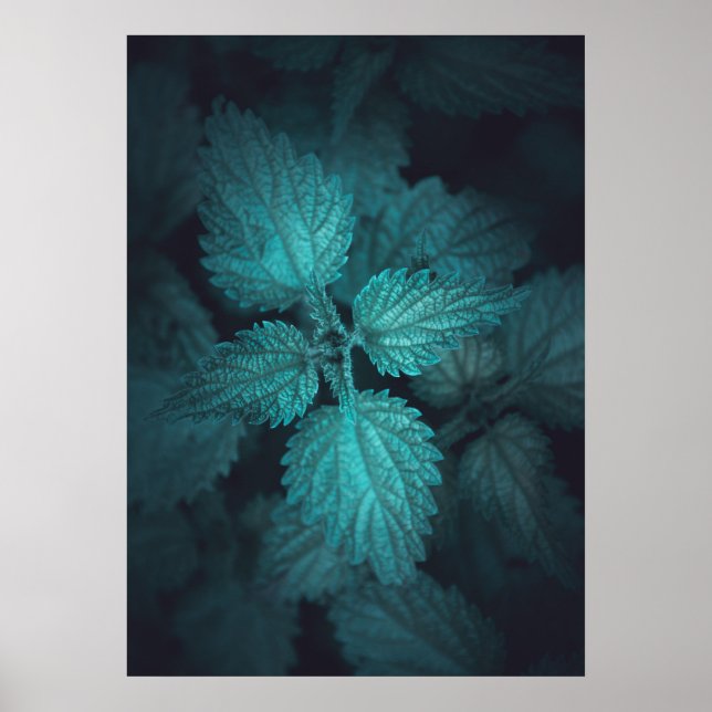 Dark stinging nettle nature photo poster (Front)