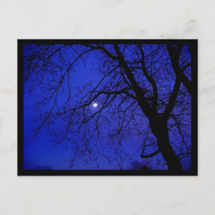 Dark Tree Postcard