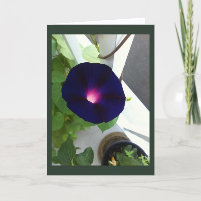 Dark Velvet Morning Glory Blank Card (Front)