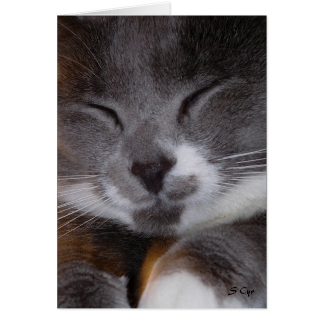 Darling Poe, S Cyr (Front)