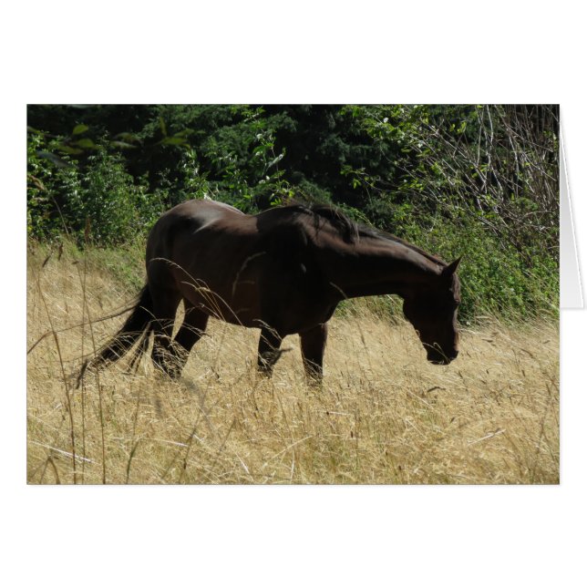 Darma Meditation (Front Horizontal)