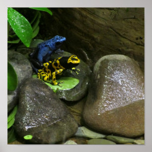 Dart Frog Buddies Poster