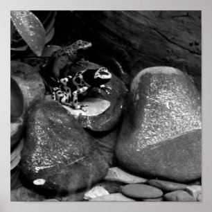 Dart Frog Friends B+W Poster