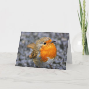 'Dartmeet Robin' Holiday Card