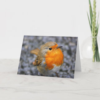 'Dartmeet Robin' Holiday Card
