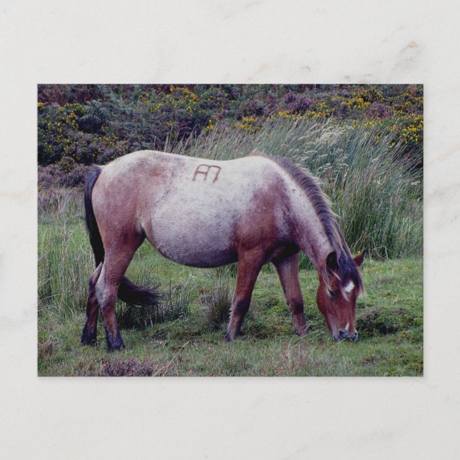 Dartmooe Pony Grazeing Autunm Postcard (Front)