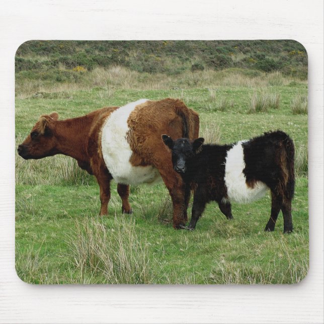 Dartmoor Belted Galloway Cow And Calf Mouse Mat (Front)