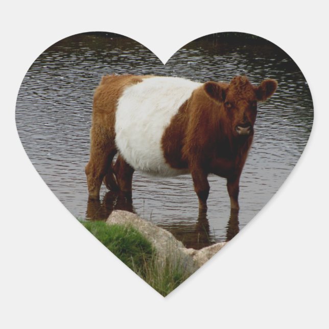 Dartmoor Belted Galloway Cow Standing In River Heart Sticker (Front)
