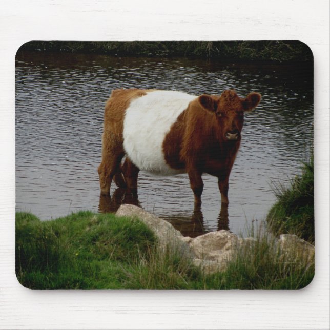 Dartmoor Belted Galloway Cow Standing In River Mouse Mat (Front)