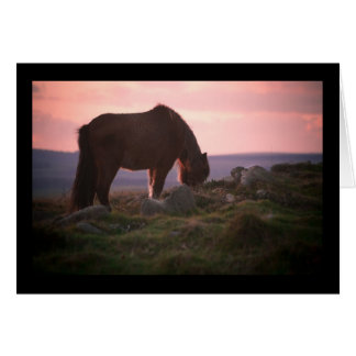 Dartmoor Pony at Sunset