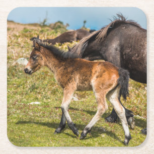 Dartmoor pony baby at Haytor rock Devon UK Square Paper Coaster