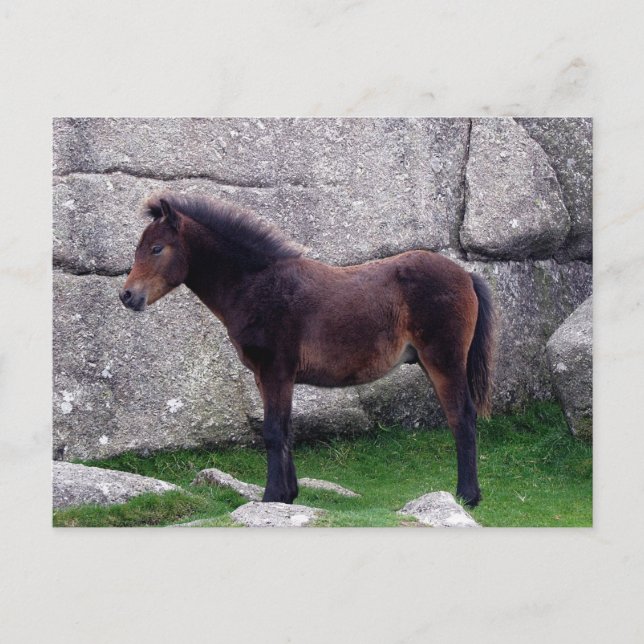 Dartmoor Pony Foal Sheltering Bone Hill Rocks Postcard (Front)